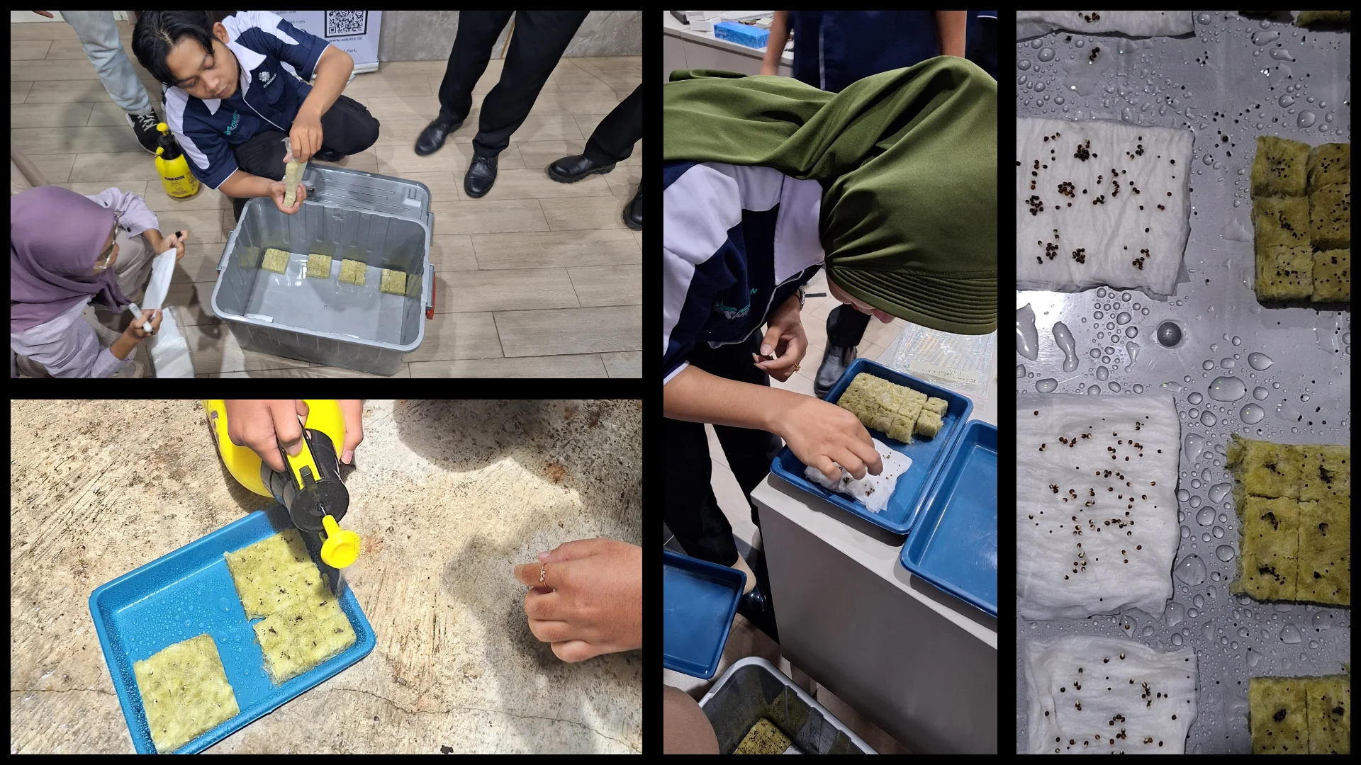 Penyemaian Bibit Hidroponik